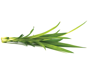 Liquid Pandanus (Kewra) Flavour