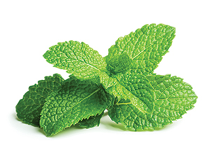 Liquid Peppermint Flavour