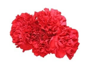 Carnation Flavour And Essence For Beverages
