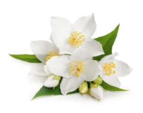 Jasmine Flavour For Bakery