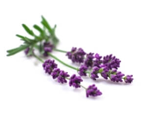 Lavender Liquid Flavour
