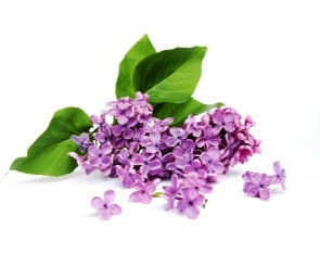 Lilac Liquid Flavour