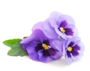 Liquid Violet Flavour